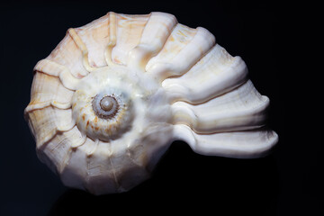 Sea shell from Sri Lanka on a black background