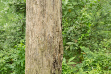 Teak Tree in Thailand precious hardwoods one of the last major areas of tropical forest in Asia