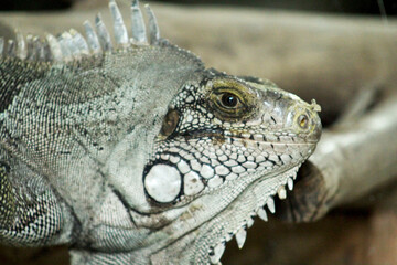 Iguana