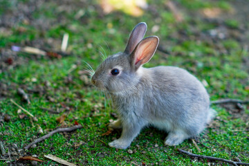 広島県大久野島のグレーの子ウサギ