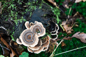 mushroom on a tree