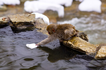 温泉に浮かぶ雪の塊を欲しがる子猿　～地獄谷野猿公苑の冬景色～