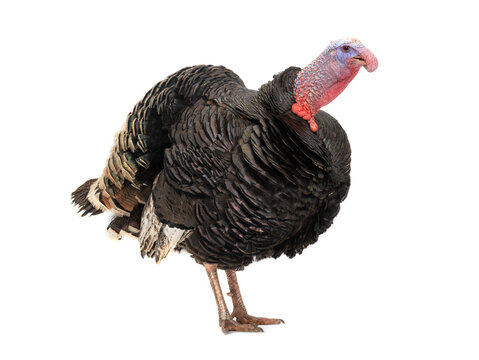 Turkey back isolated on white background.