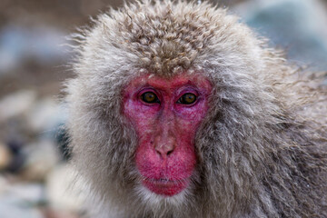 地獄谷野猿公苑の顔を真っ赤にした長老の猿