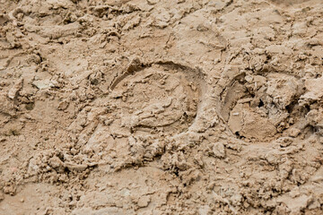 horseshoe tracks horse shoeing footprints in the ground