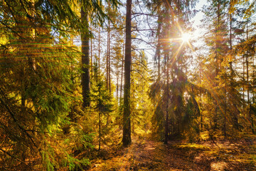 Sunny scene in the fir forest with sunbeams