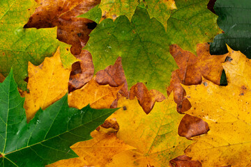 Colorful autumn leaves for background