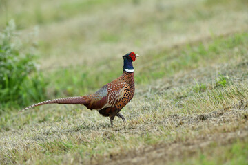 Common pheasant walking on the meadow eating seeds from the grass 