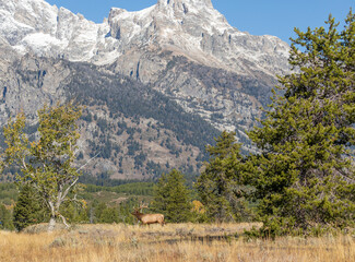 Bull Elk in Autumn in Wyoming