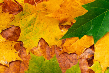 Naklejka na ściany i meble Colorful autumn leaves for background
