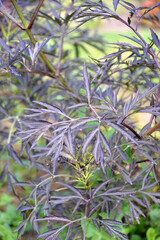 Dark leaves boozy black, Black Lace Eva variety