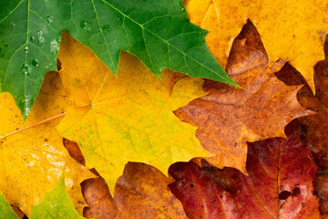 Naklejka na ściany i meble Colorful autumn leaves for background, landscape orientation