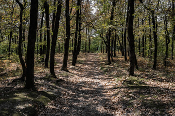Fototapeta premium Path in the pine forest