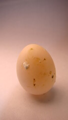 Close up of Budgie egg .
Closeup egg.
Dirty egg on a white background | Budgie parrot egg .