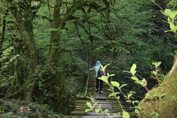 spring in the forest