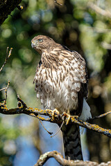 Juvenile Cooper's Hawk