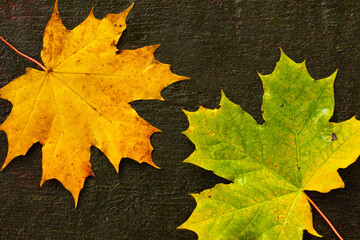 Colorful maple leaves on a dark wooden background in autumn