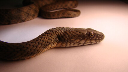 Fototapeta premium Close up of Snake on a white background snake isolated Closeup of water snake is a non venomous. Snake in the studio Veterinarian exotic. Veterinarian wildlife. veterinary medicine. Reptile.