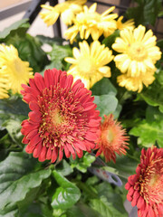 Beautiful chrysanthemum as background picture. Chrysanthemum wallpaper, chrysanthemums in autumn.