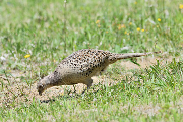 Pheasant hen lurking on a green meadow looking for seeds