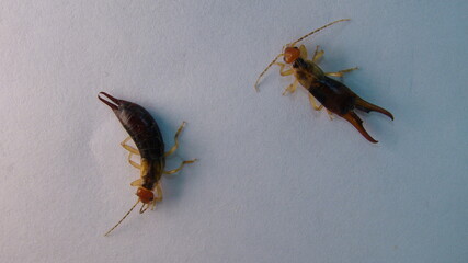 Earwigs | Female on the left, male on the right.
Close up of Earwig on white background
insect isolated
Closeup earwigs
Earwigs will use their pincers to defend themselves.
 insects, animals, animal