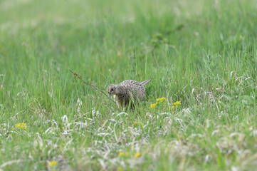 Pheasant hen walking and lurking for food in grass during  sunny spring