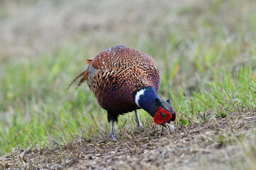 Common pheasant walking on the meadow eating seeds from the grass 
