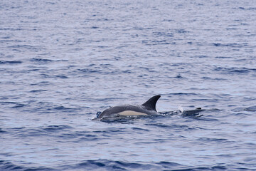 North Atlantic dolphin on the Azores, Sao Miguel near Ponta Delgada