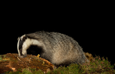 Fototapeta premium Badger (Scientific name: Meles Meles) Close up of a wild badger in natural Woodland habitat foraging on a decayed log. Facing left. Night time image. Horizontal. Space for copy.