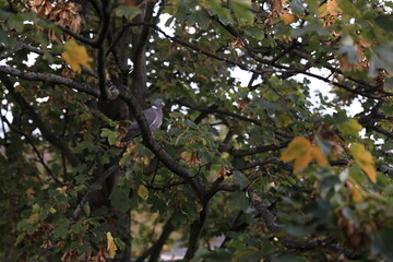 Taube im Baum, an einem Herbsttag