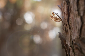 exoskeleton of a European cicada (Cicada orni) in a pine forest in Malaga. Spain