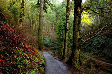 Fototapeta na wymiar Green path in Oregon