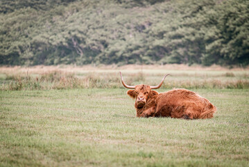 Longhornbull cattle