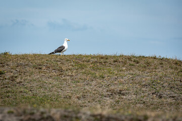 Fototapeta premium scanning seagull