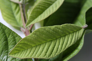 Fototapeta na wymiar Guava (Psidium guajava) leaves on white background