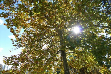 Autumn tree with rays of sun