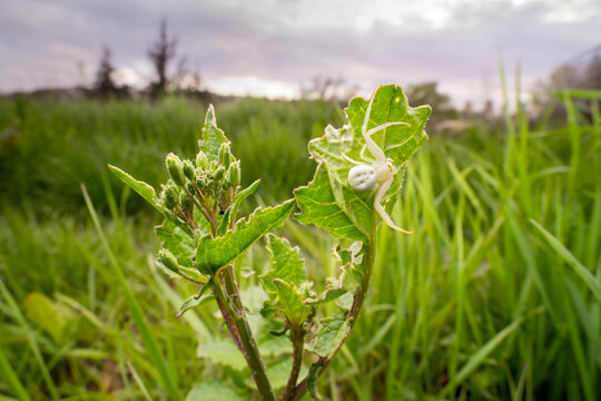 wide angle close up  of white crab spider on a wild pland at the meadow.