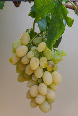 Types of grapes in study conditions