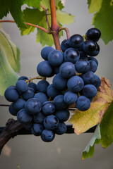 Types of grapes in study conditions