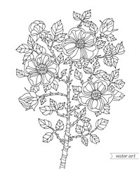 Wild rose bush isolated. Vector botanical illustration. Bohemian wedding inwitation. Spring holiday. Coloring book page for adult. Hand drawn artwork. Black and white