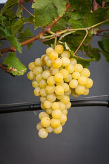 Types of grapes in study conditions