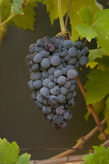 Types of grapes in study conditions