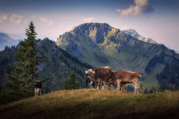 Fototapeta na wymiar Kühe auf dem Steineberg mit Blick zum Gipfel Stuiben auf der Nagelfluhkette in den Allgäuer Alpen