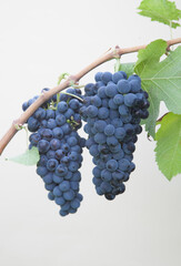 Types of grapes in study conditions