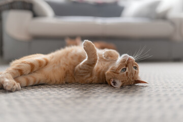 gato atigrado de color marron se acuesta sobre su espalda en la alfombra
