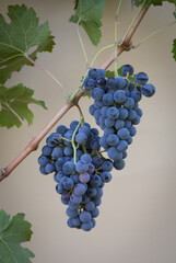 Types of grapes in study conditions