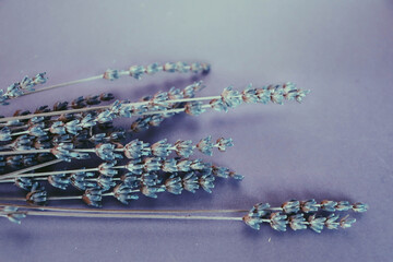 Purple background with lavender