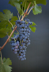 Types of grapes in study conditions