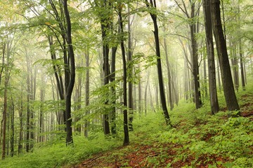 Beech trees in autumn forest on a foggy, rainy weather