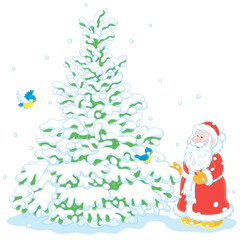 Santa Claus choosing a beautiful Christmas tree in a snowy winter forest, vector cartoon illustration on a white background